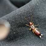 A close-up of an earwig insect with pincers on its abdomen, crawling on a textured dark fabric surface—showcasing one of the fascinating facts about earwigs.