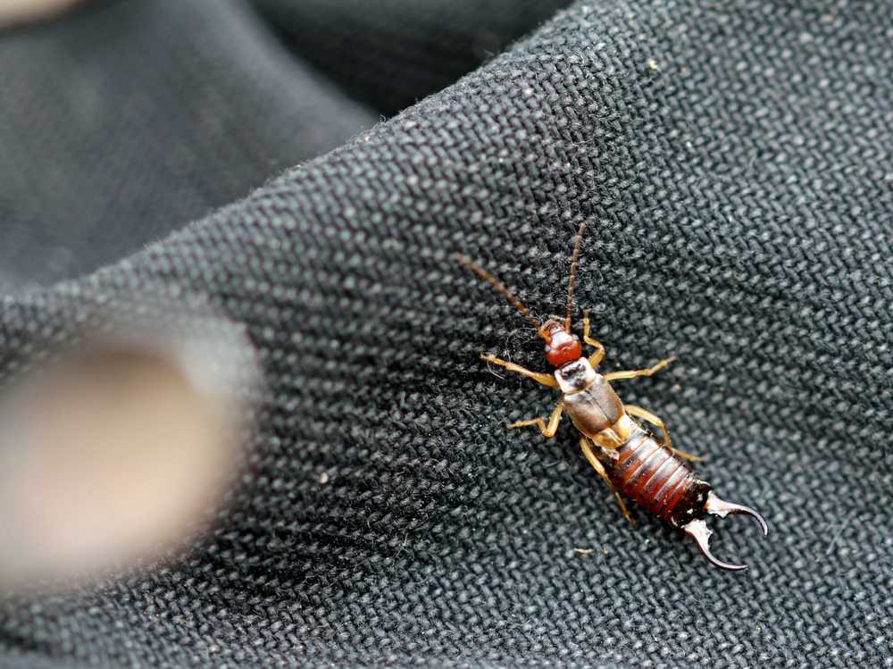 A close-up of an earwig insect with pincers on its abdomen, crawling on a textured dark fabric surface—showcasing one of the fascinating facts about earwigs.