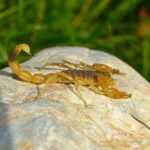 A yellow-brown Desert Hairy Scorpion stands on a light-colored rock with its tail curved upward. The blurred green grass in the background highlights its natural habitat.