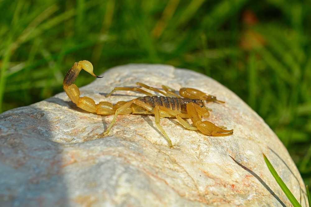 A yellow-brown Desert Hairy Scorpion stands on a light-colored rock with its tail curved upward. The blurred green grass in the background highlights its natural habitat.