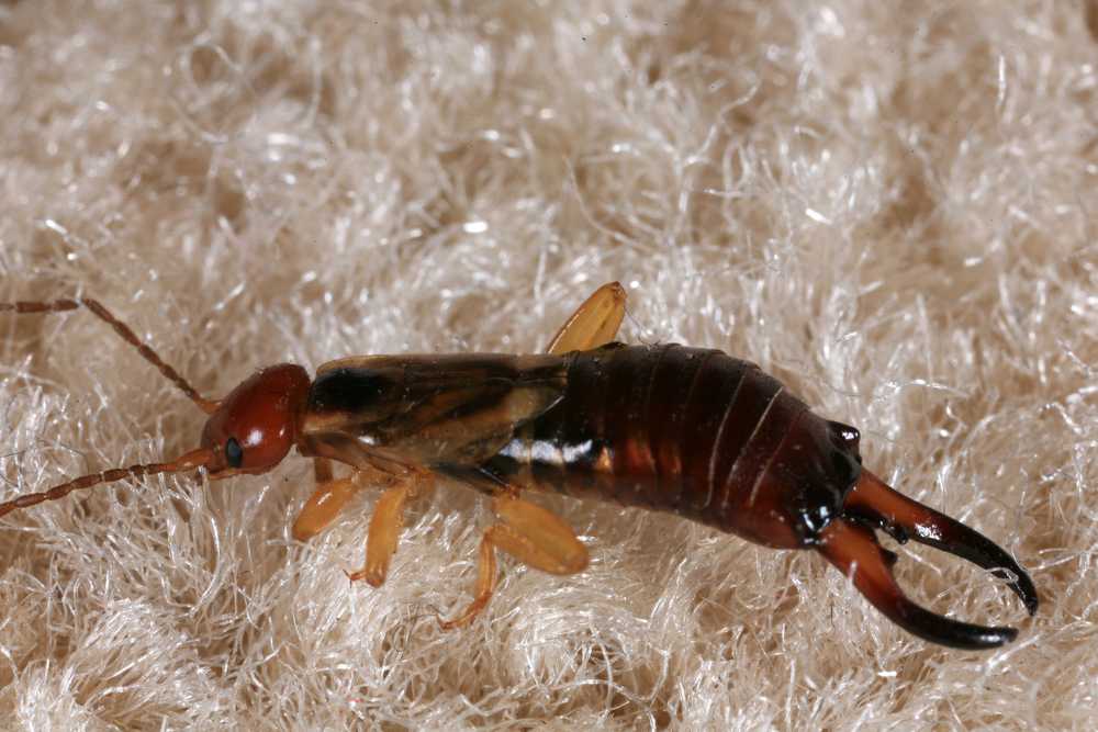 Featured image for Do Earwigs Crawl Into Ears? What Really Happens