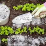 A gloved hand holds a small garden trowel over rows of young lettuce plants in soil, with a bucket of white powder nearby and white powder sprinkled between the rows for eco friendly pest control.
