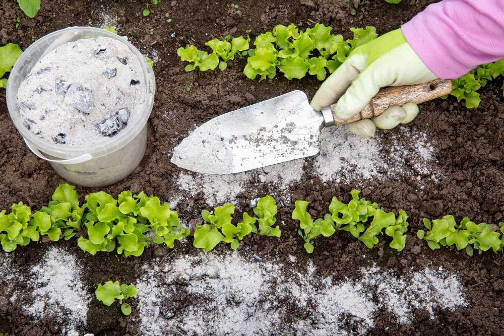 A gloved hand holds a small garden trowel over rows of young lettuce plants in soil, with a bucket of white powder nearby and white powder sprinkled between the rows for eco friendly pest control.
