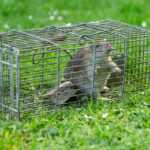 A rat is standing inside a metal wire trap placed on green grass with small white flowers scattered around, illustrating a safe removal method often used by an exterminator for mice.