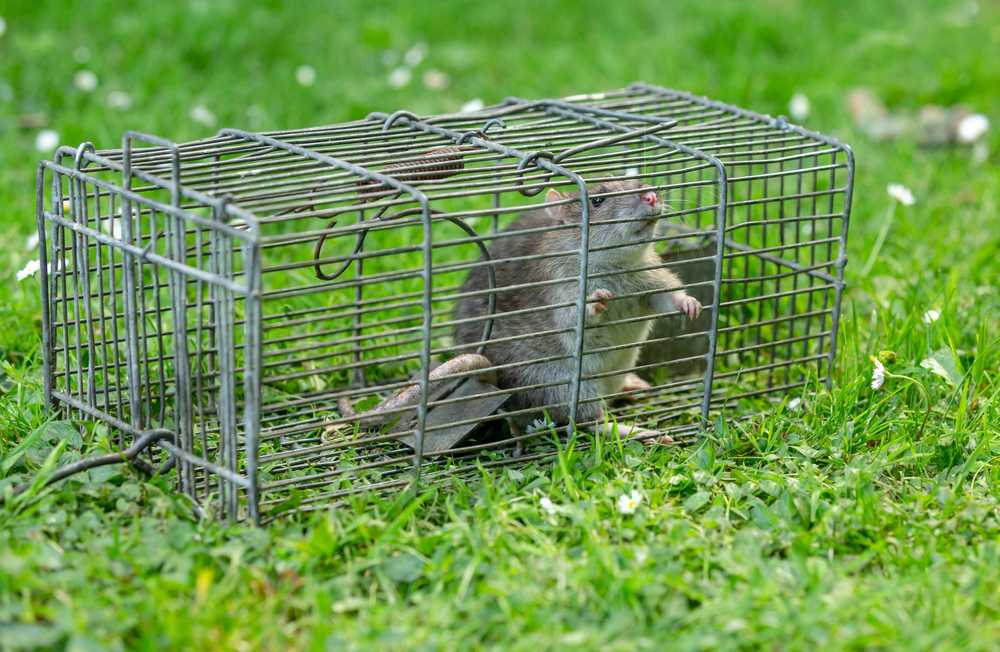 A rat is standing inside a metal wire trap placed on green grass with small white flowers scattered around, illustrating a safe removal method often used by an exterminator for mice.