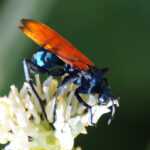 A close-up of a blue and orange tarantula hawk wasp perched on a white flower with a green blurred background, offering insight into the fascinating behavior of this striking insect.