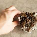 A hand is holding a wasp nest with several wasps on it. The nest has hexagonal cells, some covered with white caps, and is resting on a neutral surface.