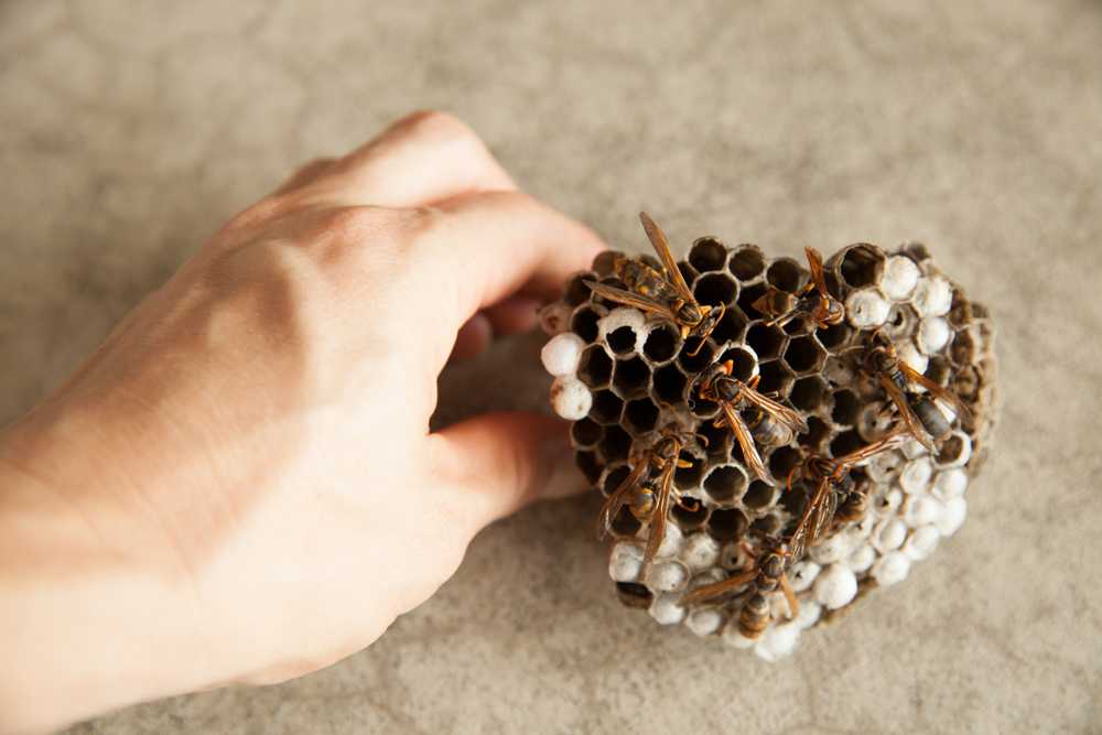 Featured image for How to Remove a Beehive Safely (and When to Call a Pro)