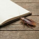 A brown cockroach is positioned next to an open, blank notebook on a wooden surface, highlighting the need for effective roach pest control.