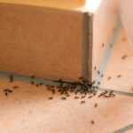 A group of ants crawls along the grout line between two beige ceramic tiles and up the corner of a step inside a building, highlighting the need for effective pest control methods.