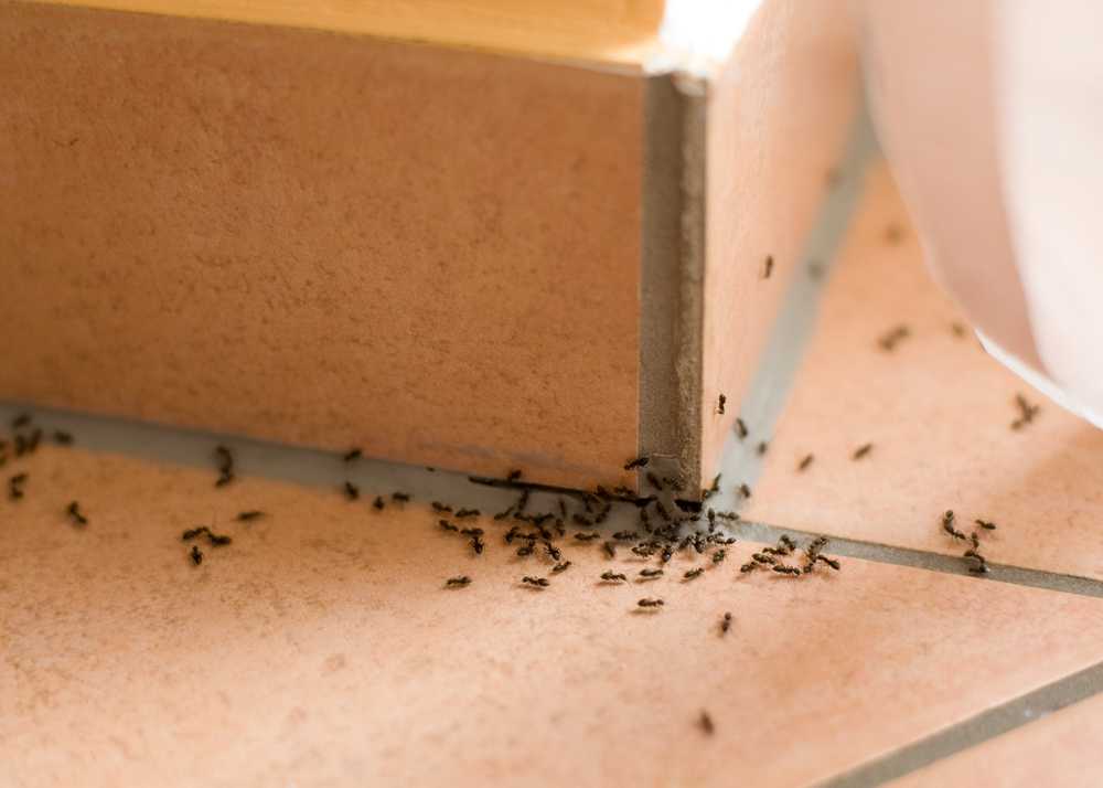 A group of ants crawls along the grout line between two beige ceramic tiles and up the corner of a step inside a building, highlighting the need for effective pest control methods.
