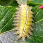 A poisonous green caterpillar with a yellow-green, spiky body and a dark central stripe crawls on a large, veined leaf, surrounded by lush foliage.