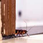 A close-up of a cockroach walking on a tiled floor next to a wooden door frame, with a blurred background.