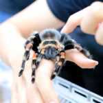A large tarantula with black and orange markings sits on a person's hand while another person gently touches its back, demonstrating key safety facts when handling these spiders despite common fears about tarantula poison.