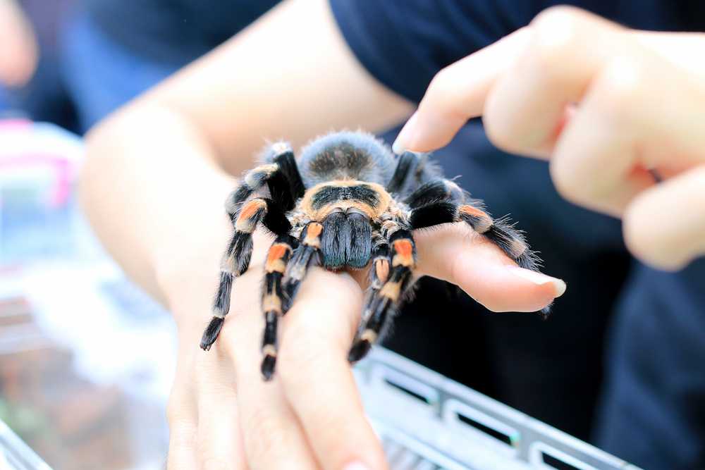 A large tarantula with black and orange markings sits on a person's hand while another person gently touches its back, demonstrating key safety facts when handling these spiders despite common fears about tarantula poison.