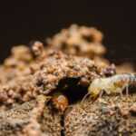 Close-up of a pale termite walking on a rough, brown mound of soil—a classic sign of termite damage—with another small insect partially visible in a crevice nearby. The background is out of focus.