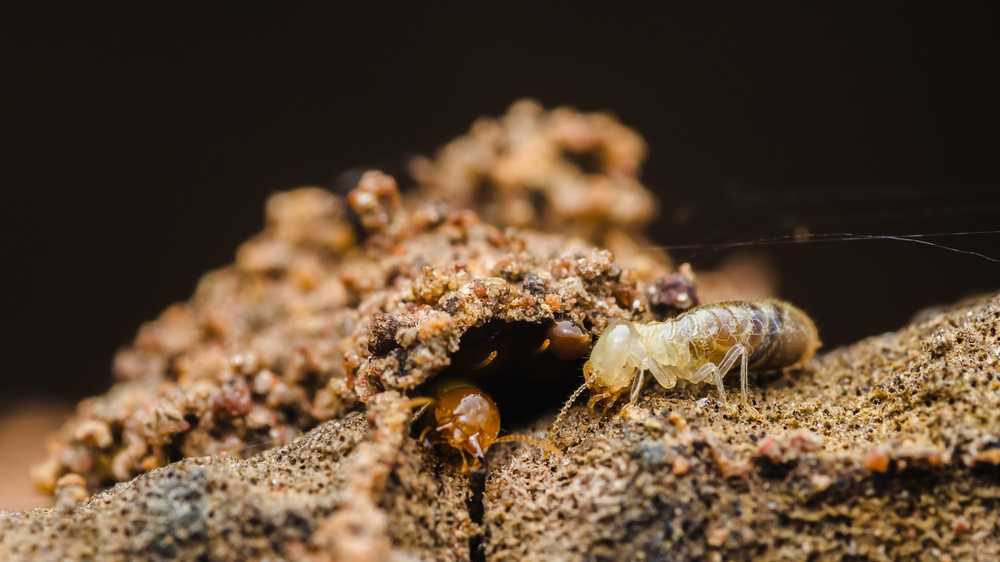 Close-up of a pale termite walking on a rough, brown mound of soil—a classic sign of termite damage—with another small insect partially visible in a crevice nearby. The background is out of focus.