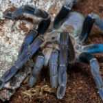 A close-up of a fascinating spider, this tarantula with blue and black legs rests on brown soil and a piece of tree bark.