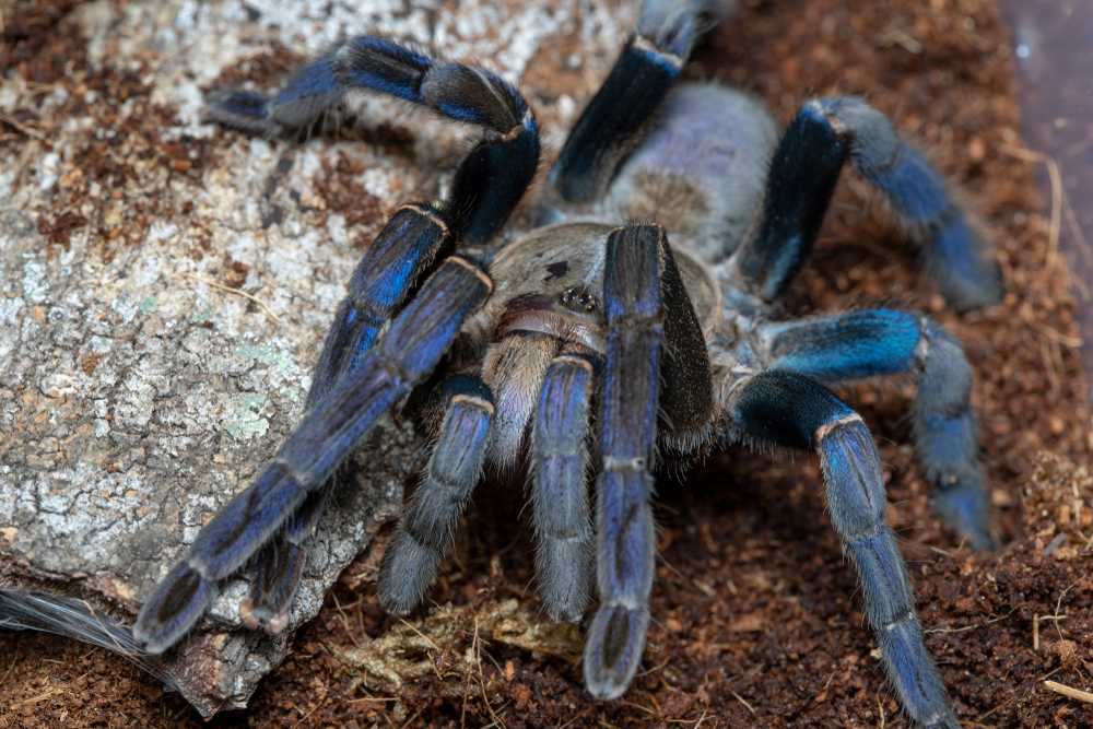 A close-up of a fascinating spider, this tarantula with blue and black legs rests on brown soil and a piece of tree bark.