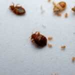 Close-up of several bed bugs, including adult and nymph stages, scattered on a white surface. Some empty exoskeletons and shed skins are also visible among the insects.