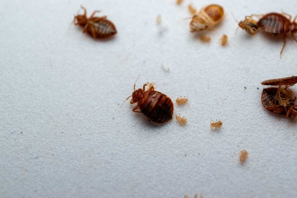 Close-up of several bed bugs, including adult and nymph stages, scattered on a white surface. Some empty exoskeletons and shed skins are also visible among the insects.
