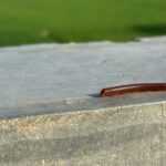 A brown millipede crawls along the edge of a rough, gray concrete surface with a blurred green background, showcasing the slow movement typical of millipedes as they search for food in their natural millipede diet.