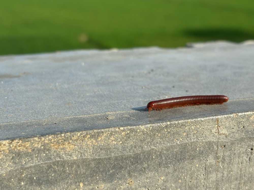 Featured image for What Do Millipedes Eat? A Simple Guide to Their Diet