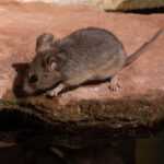 A small brown pack rat with large ears stands on a flat rock at the edge of a body of water, looking downward.