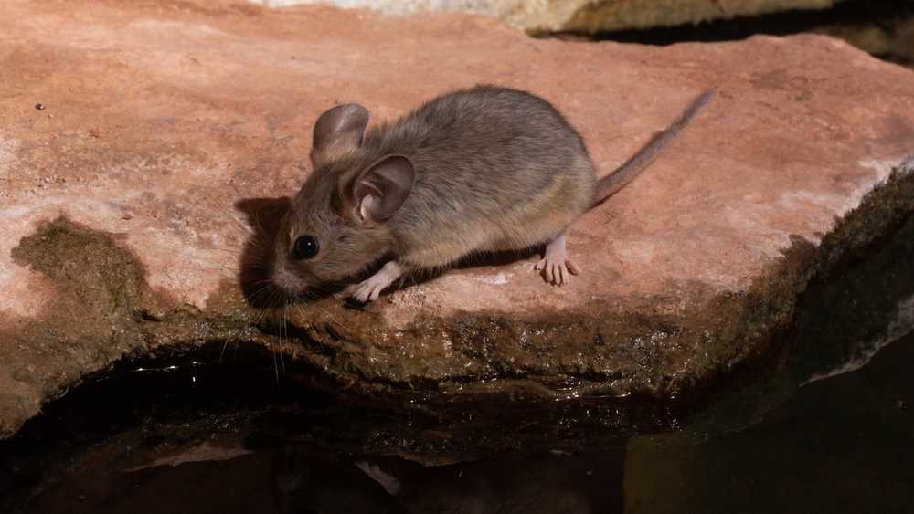 A small brown pack rat with large ears stands on a flat rock at the edge of a body of water, looking downward.