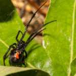 A Black Widow spider with a red mark on its abdomen sits on a green leaf, surrounded by strands of its web, showcasing the secretive habitats favored by these elusive creatures.