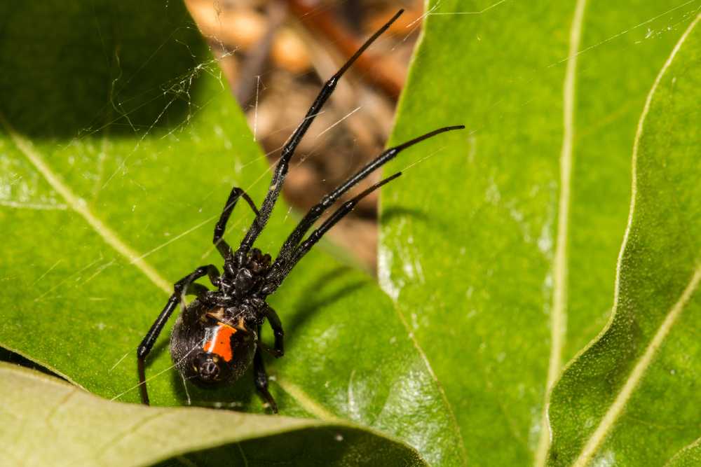 A Black Widow spider with a red mark on its abdomen sits on a green leaf, surrounded by strands of its web, showcasing the secretive habitats favored by these elusive creatures.
