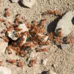 A group of fire ants on dry, sandy ground with scattered rocks and pebbles. The ants are clustered together, moving around the surface—showing a typical example of fire ant habitats.