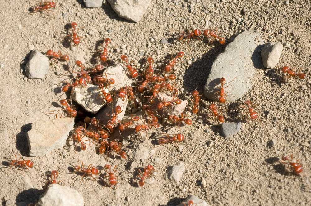Featured image for Where Do Fire Ants Live? Key Habitats Explained