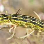 A yellow and black striped White Lined Sphinx Caterpillar crawls along a thin plant stem near small white flowers. The background is blurred, highlighting this fascinating species and its diet preferences.