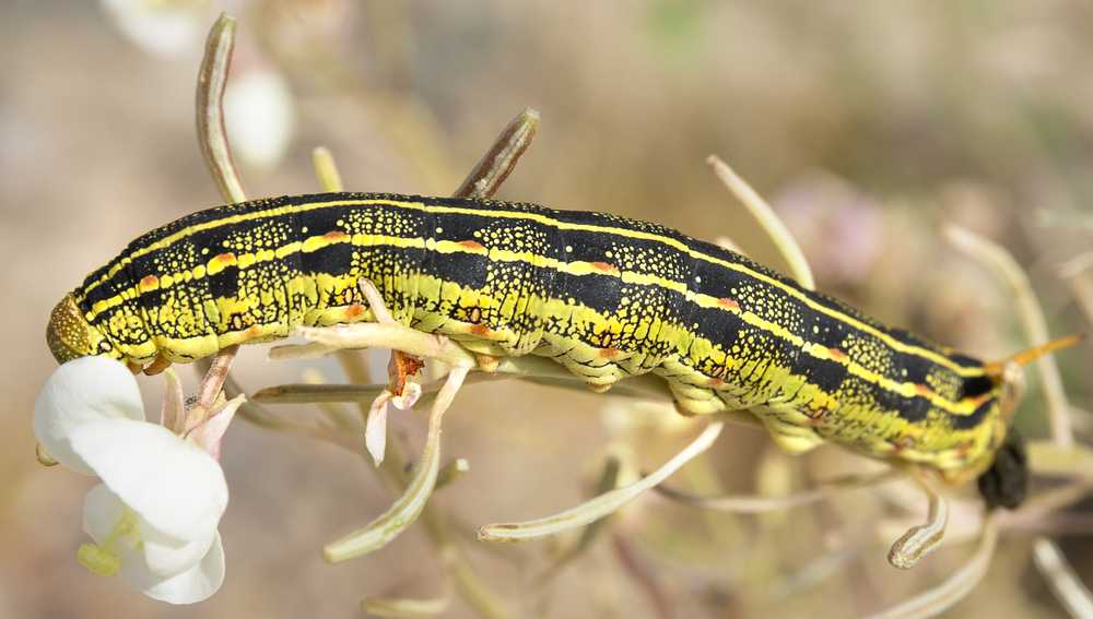 A yellow and black striped White Lined Sphinx Caterpillar crawls along a thin plant stem near small white flowers. The background is blurred, highlighting this fascinating species and its diet preferences.