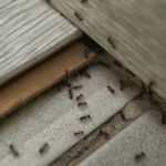 Several ants are crawling along the seams and edges between white tiles and wooden boards, appearing to enter or exit a gap—highlighting the need for effective ant removal or pest control solutions.