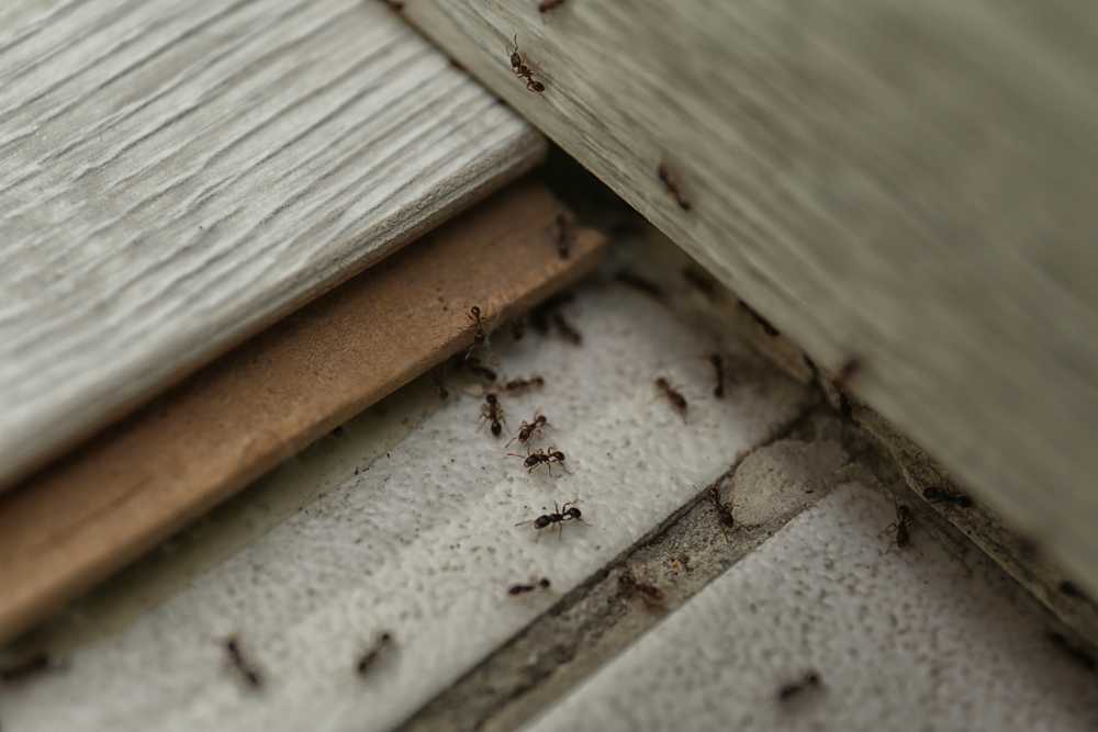 Several ants are crawling along the seams and edges between white tiles and wooden boards, appearing to enter or exit a gap—highlighting the need for effective ant removal or pest control solutions.