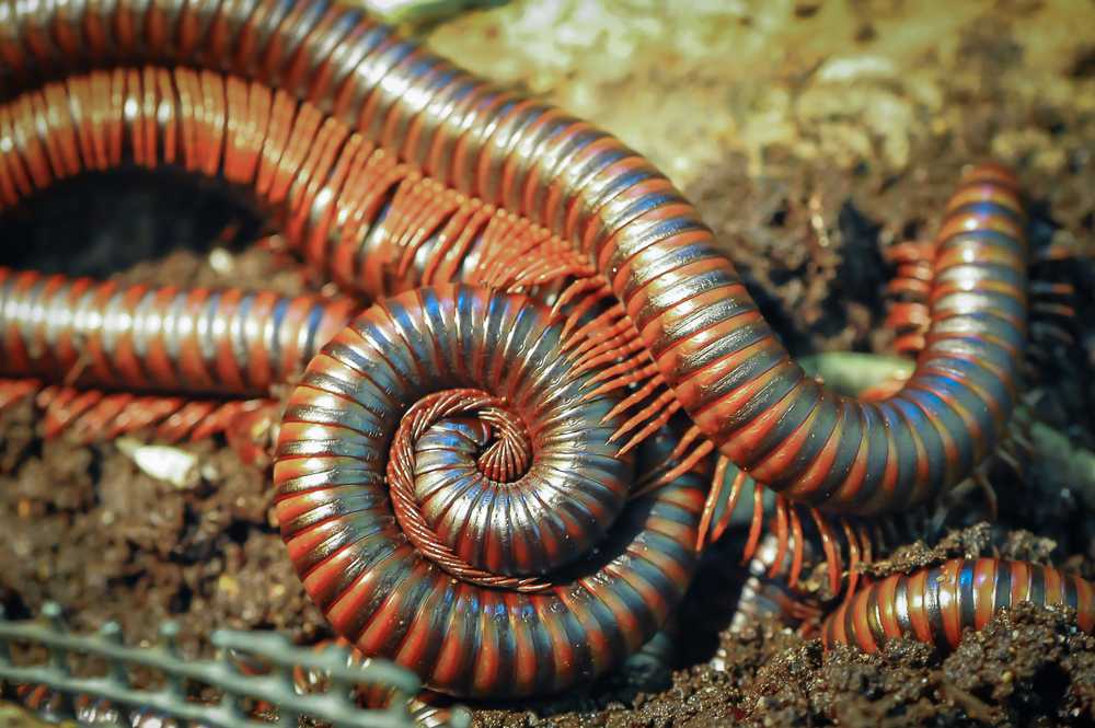 Several large, shiny Millipedes with segmented reddish-brown bodies are coiled and intertwined on moist soil. Their numerous legs are visible along the sides, though they pose no dangerous threat to safety when left undisturbed.