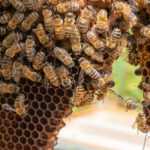 A close-up view of many bees clustered on a section of honeycomb inside a beehive, with hexagonal cells visible and natural light illuminating the scene—ideal for illustrating safe bee removal or effective bee control methods.