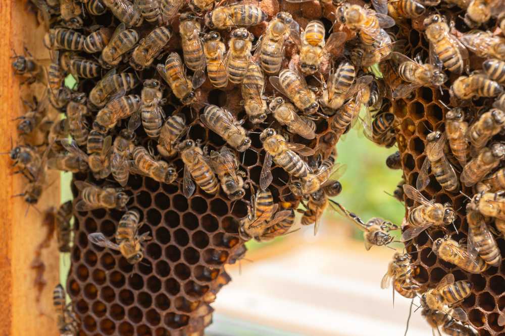 A close-up view of many bees clustered on a section of honeycomb inside a beehive, with hexagonal cells visible and natural light illuminating the scene—ideal for illustrating safe bee removal or effective bee control methods.