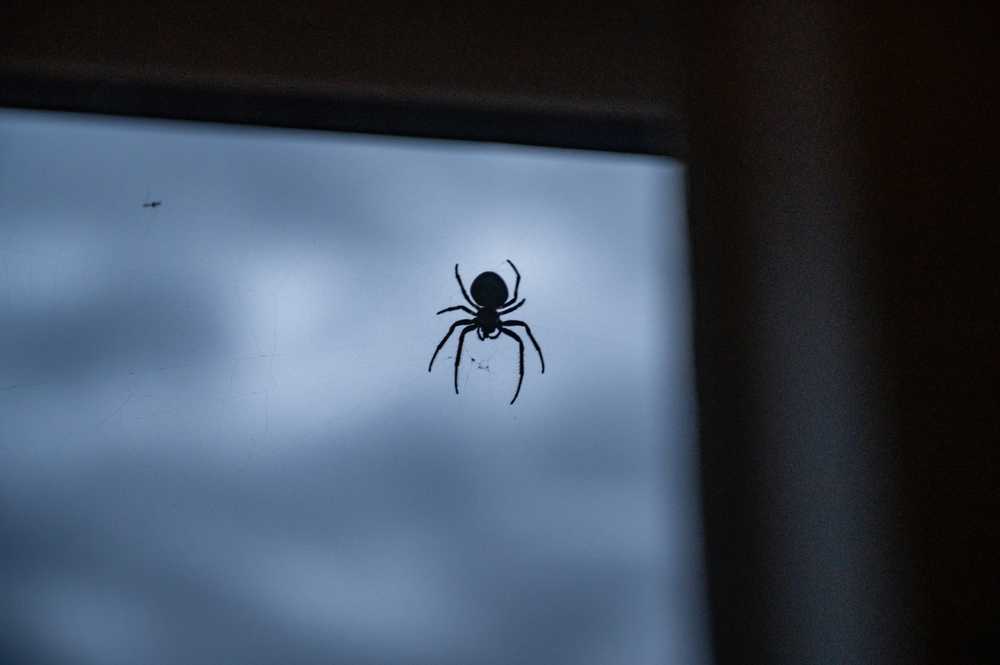 A Black Widow spider is silhouetted against a window with a cloudy sky in the background. The species is positioned near the center of the web, its legs extended outward.