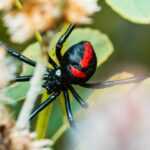 A close-up of a Black Widow Spider, identified by the red hourglass marking on its back, sitting among green leaves and light brown plant stems—a reminder to review identification and safety tips when outdoors.