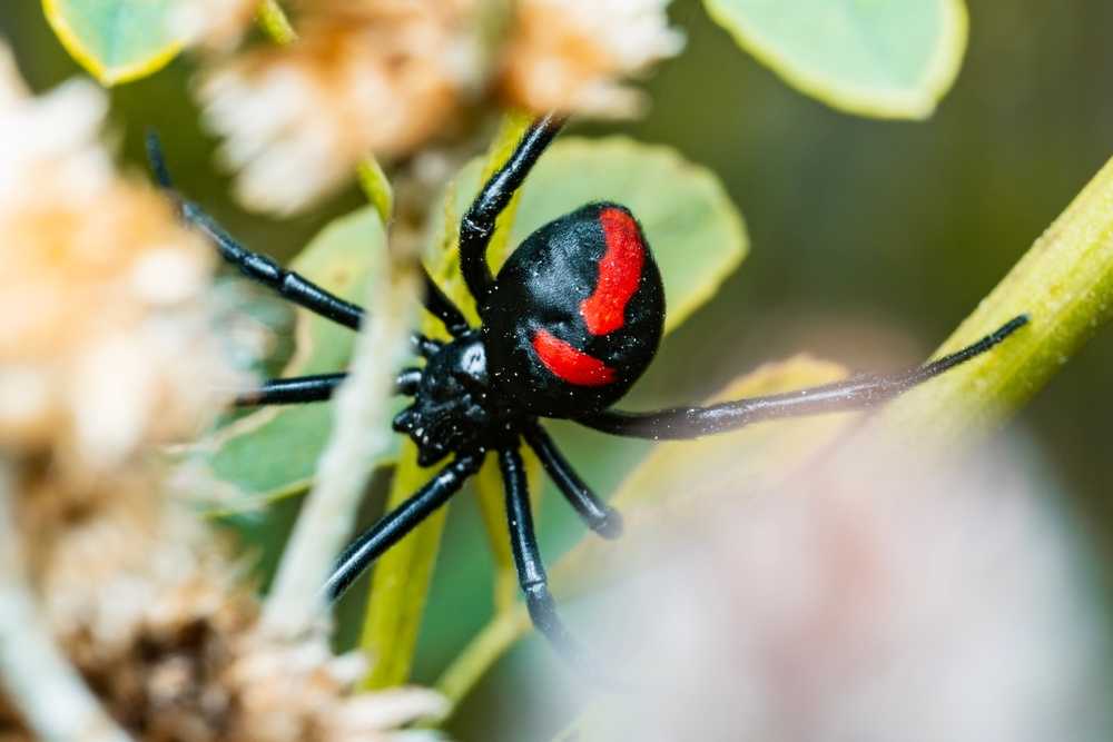 A close-up of a Black Widow Spider, identified by the red hourglass marking on its back, sitting among green leaves and light brown plant stems—a reminder to review identification and safety tips when outdoors.