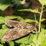 A brown moth with patterned wings rests on green leaves in a sunlit garden. Its antennae are visible, and the background shows more leaves and blurred soil.