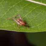 A brown cricket perched on the edge of a green leaf, its details making it easy to spot crickets, with the leaf’s veins clearly visible against a blurred green background.