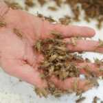 A person's hand holding and covered with numerous small brown crickets, showing just how quickly crickets in house can multiply, with more visible on a white surface in the background.