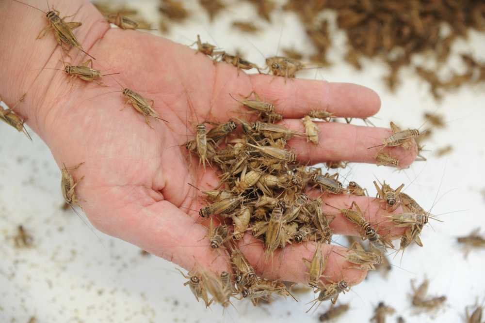 A person's hand holding and covered with numerous small brown crickets, showing just how quickly crickets in house can multiply, with more visible on a white surface in the background.