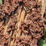 A close-up view of a piece of wood partially covered in soil, with several Dampwood Termites and termite larvae visible along the exposed inner layers. Green leaves and dirt surround the wood, making it easy to spot Dampwood Termites in their natural habitat.