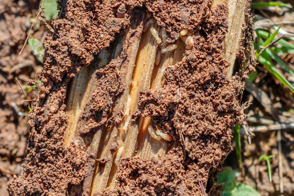 A close-up view of a piece of wood partially covered in soil, with several Dampwood Termites and termite larvae visible along the exposed inner layers. Green leaves and dirt surround the wood, making it easy to spot Dampwood Termites in their natural habitat.