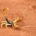 A Desert Scorpion with a raised, curved tail stands on reddish-brown sand. Its pincers are open, and its segmented body and legs are clearly visible, making identification easy in its natural habitat.